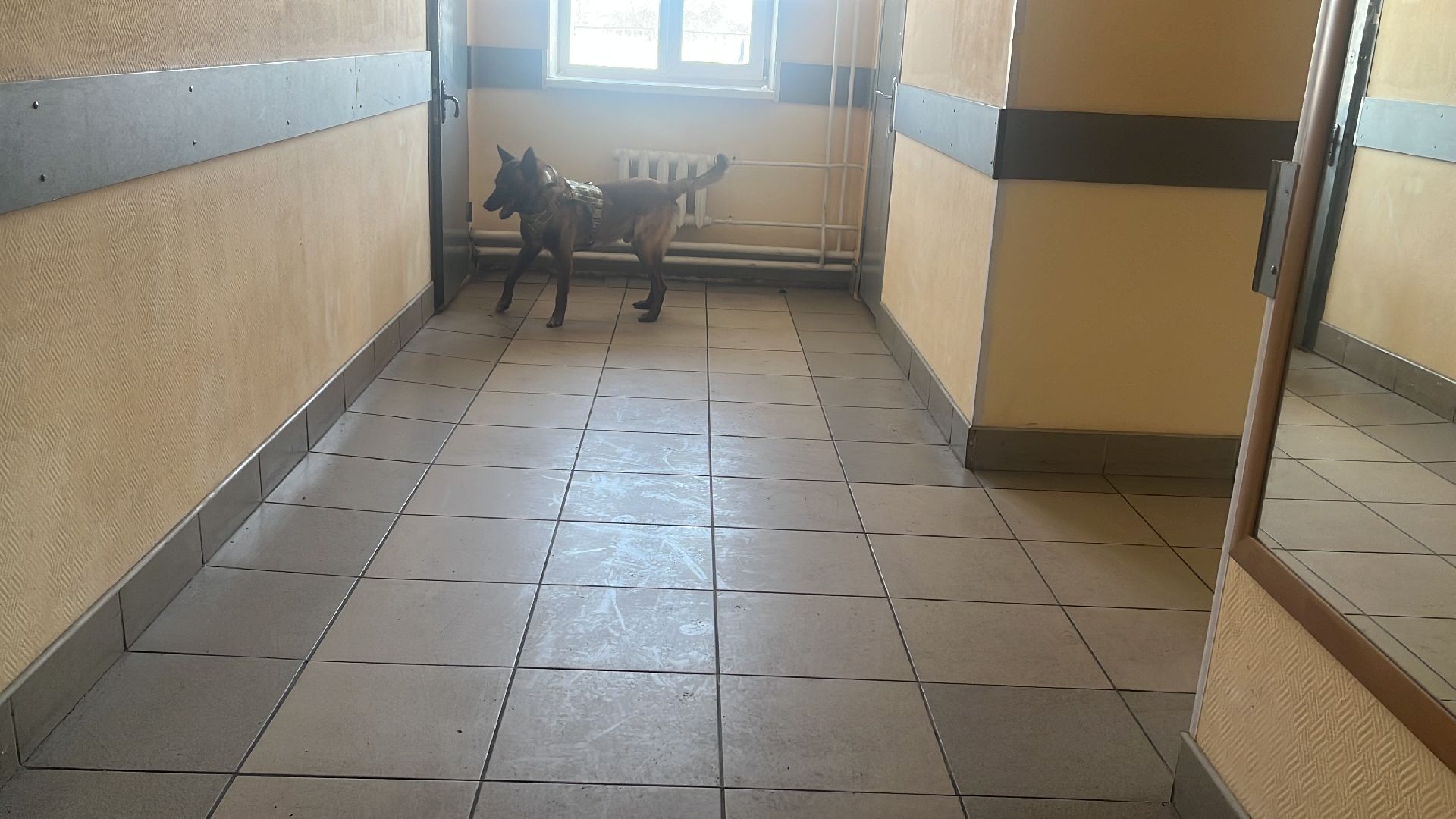 служебная собака, награда,