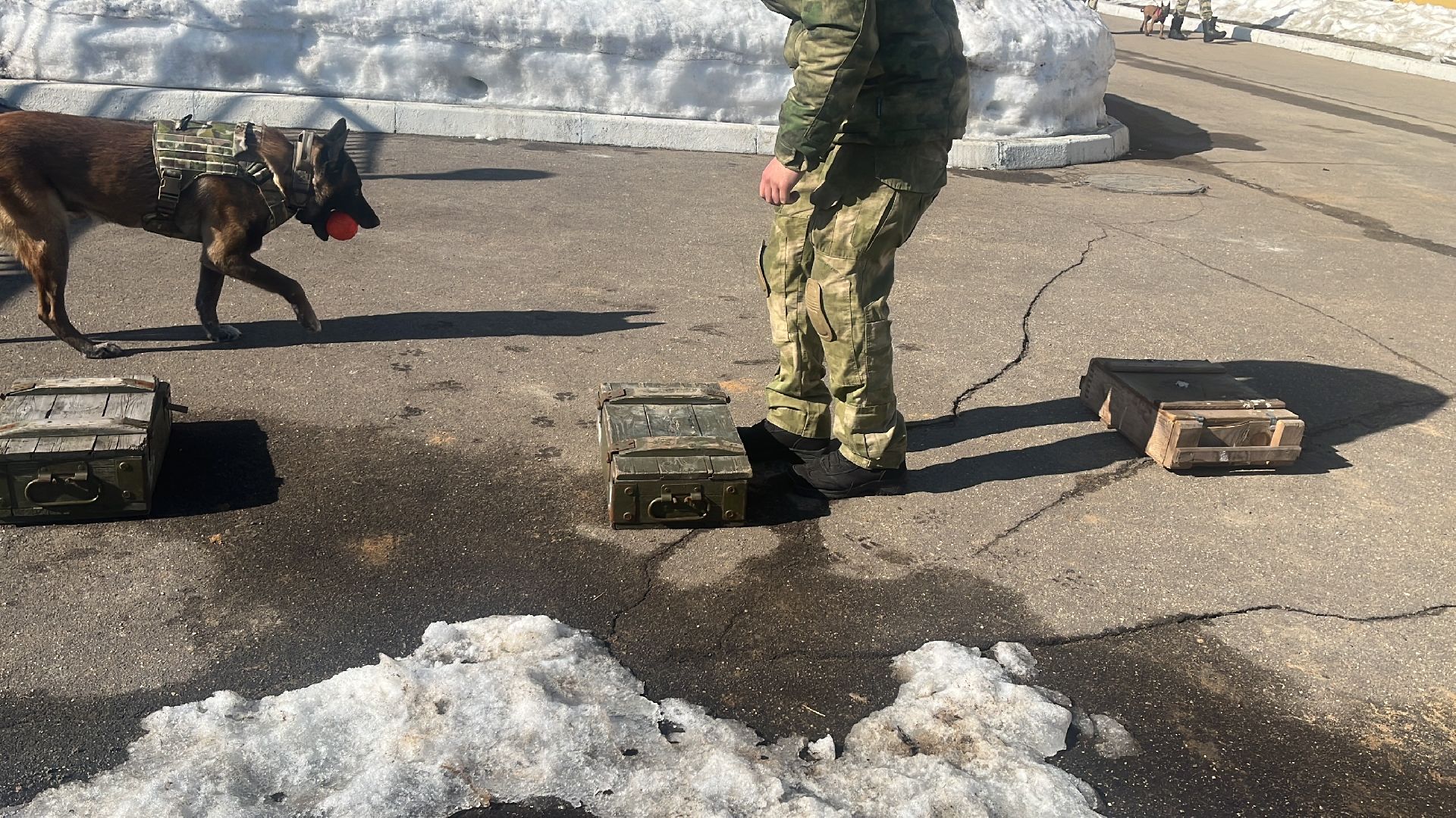 служебная собака, награда,