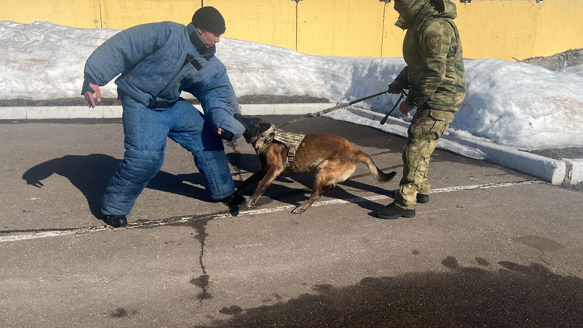 служебная собака, награда,