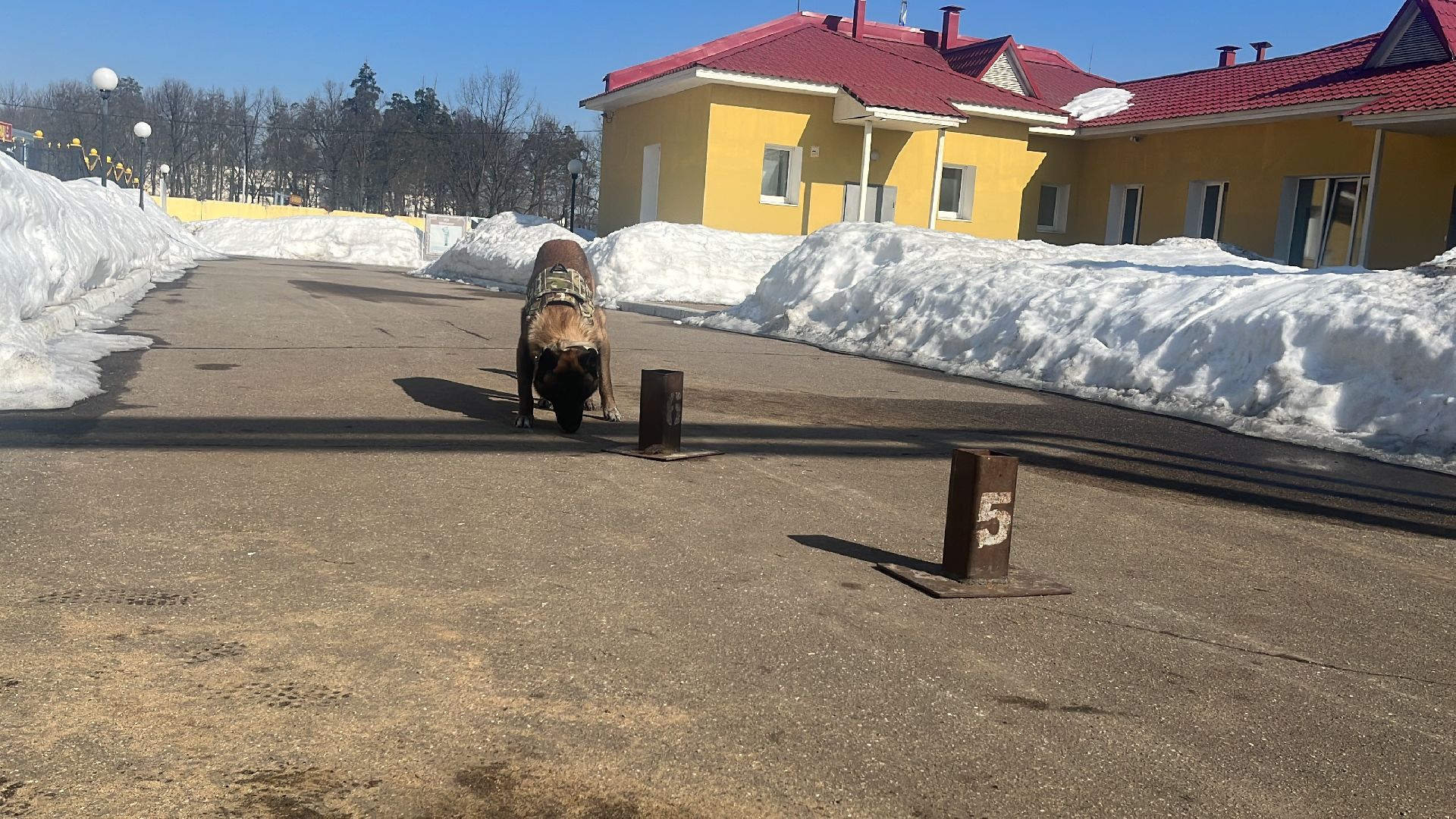 служебная собака, награда,