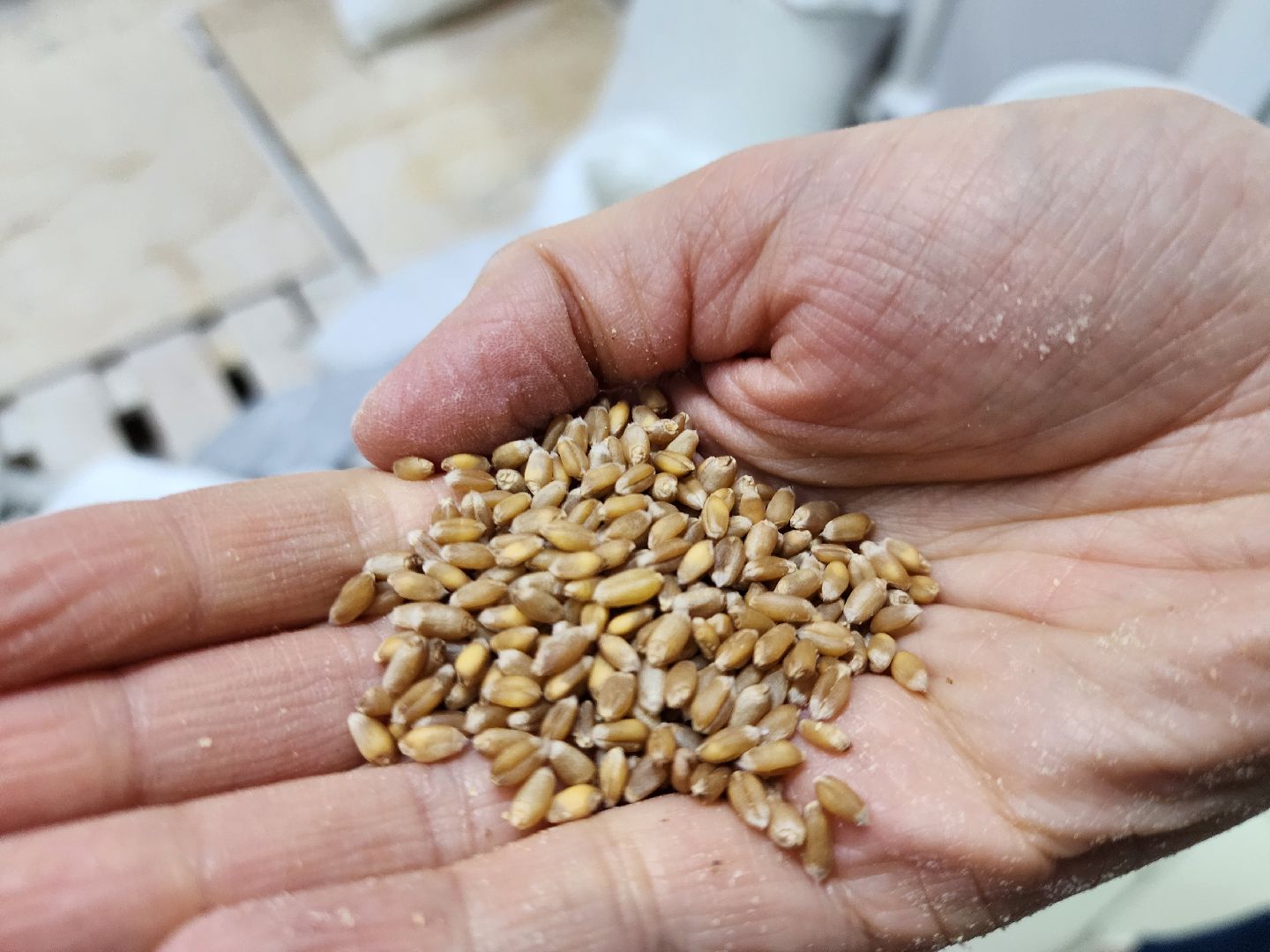 Хлеб, производство, пекарня, руза, рузский городской округ, московская область, подмосковье,