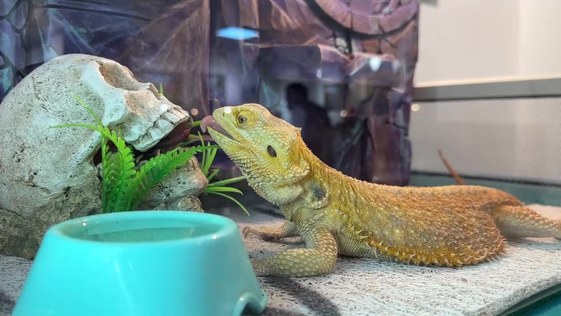 Реутов, музей, выставка, пауки, змеи,