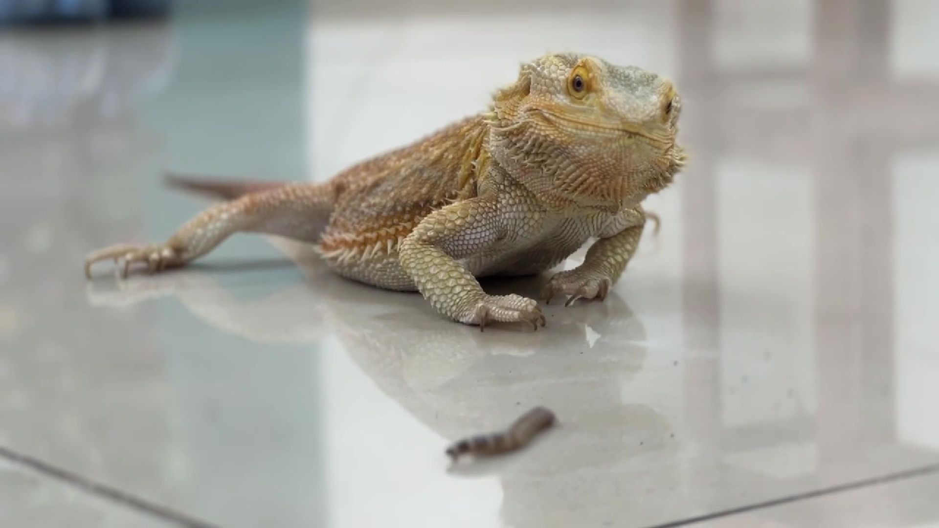 Реутов, музей, выставка, пауки, змеи,