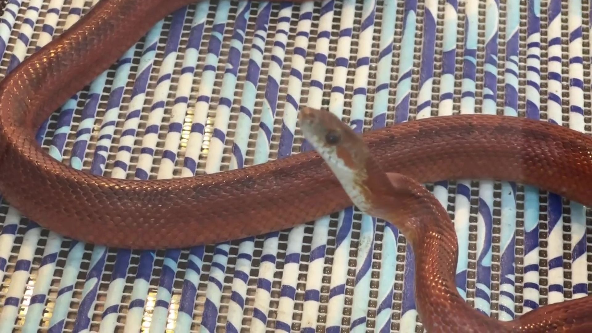 Реутов, музей, выставка, пауки, змеи,