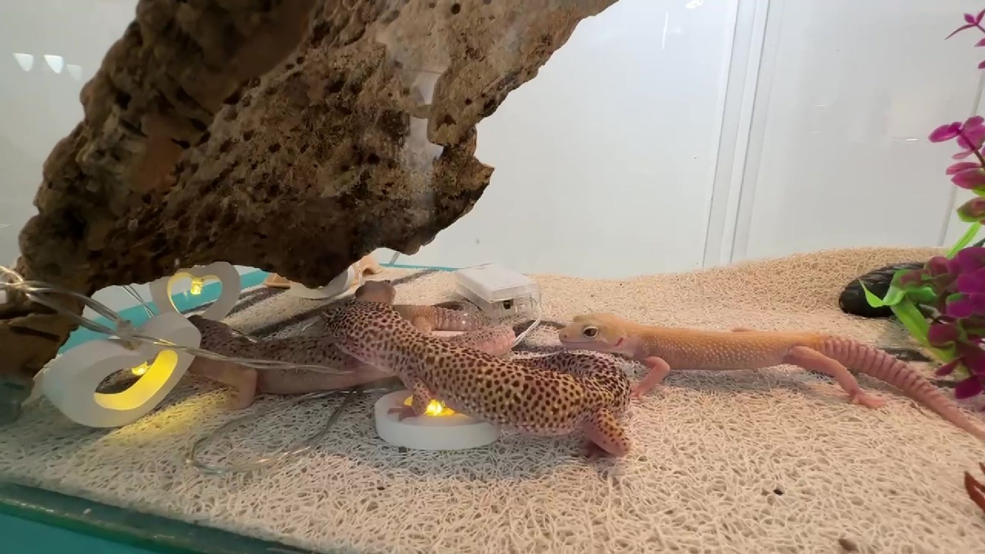 Реутов, музей, выставка, пауки, змеи,