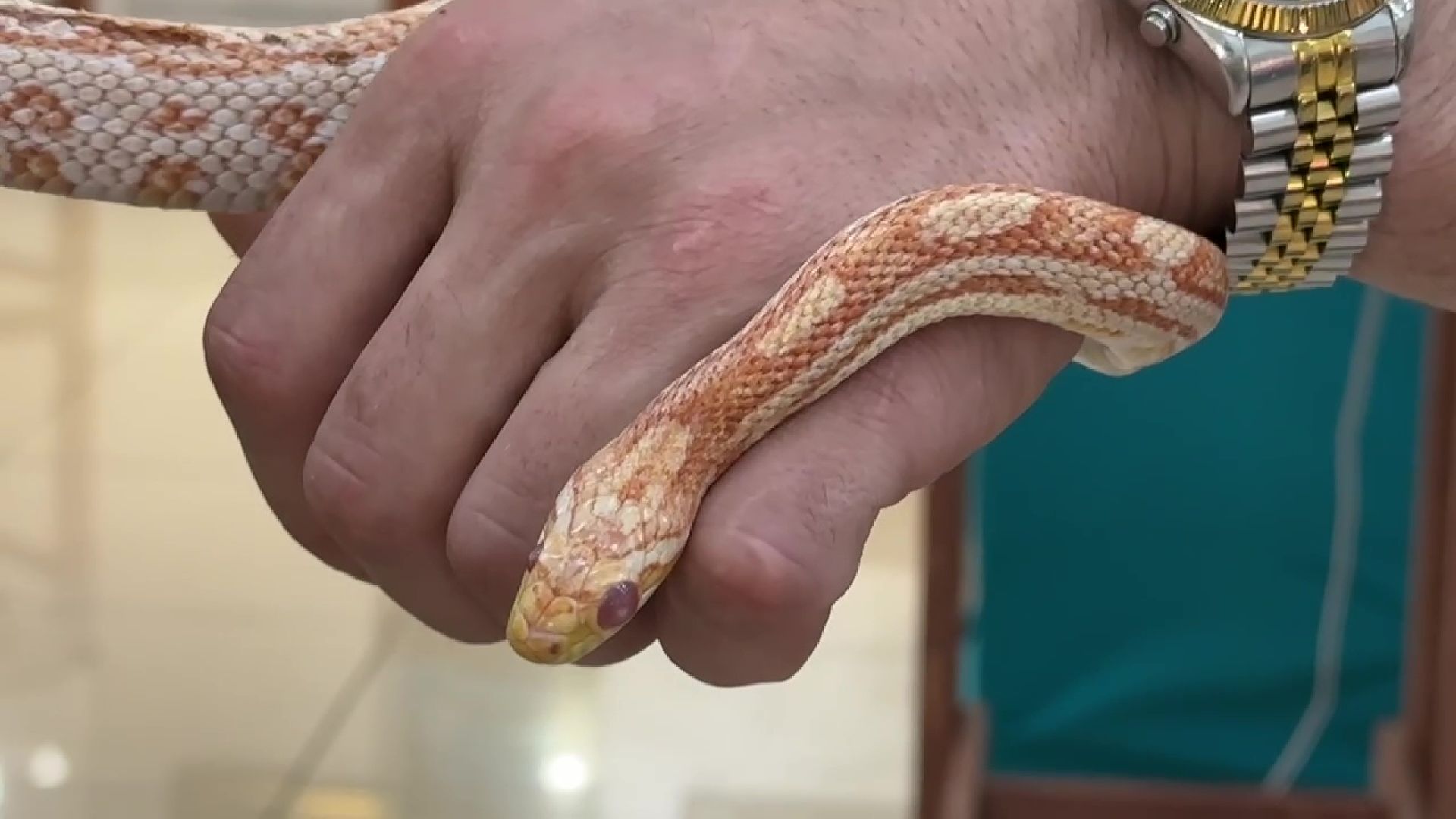 Реутов, музей, выставка, пауки, змеи,