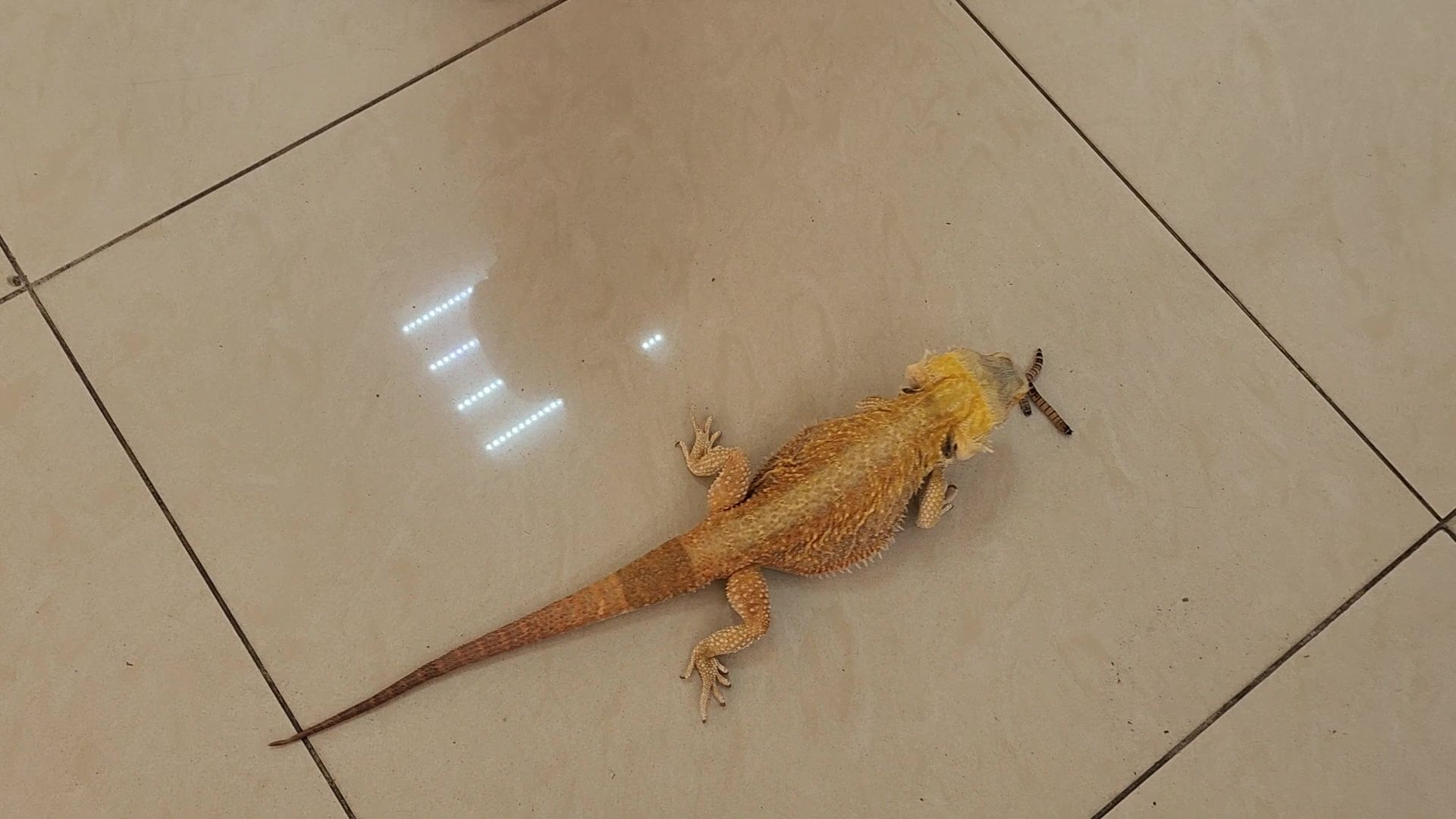 Реутов, музей, выставка, пауки, змеи,