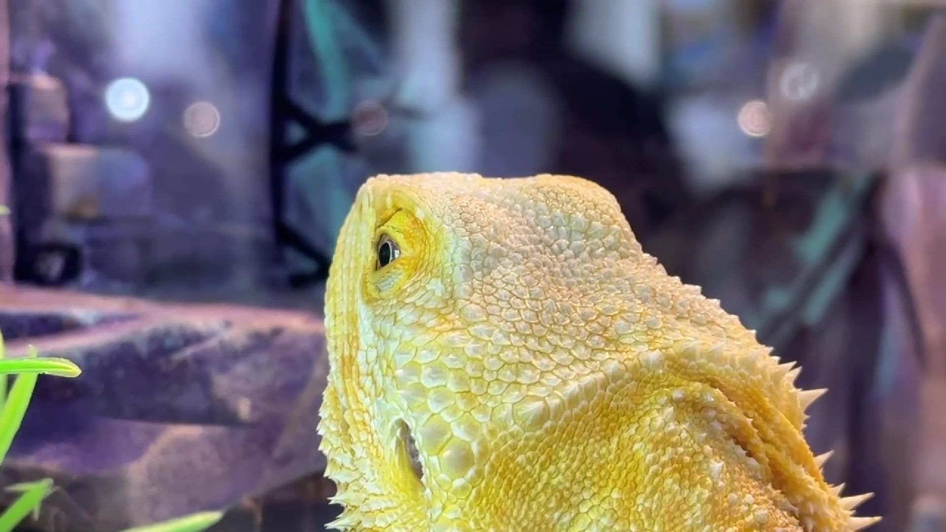 Реутов, музей, выставка, пауки, змеи,