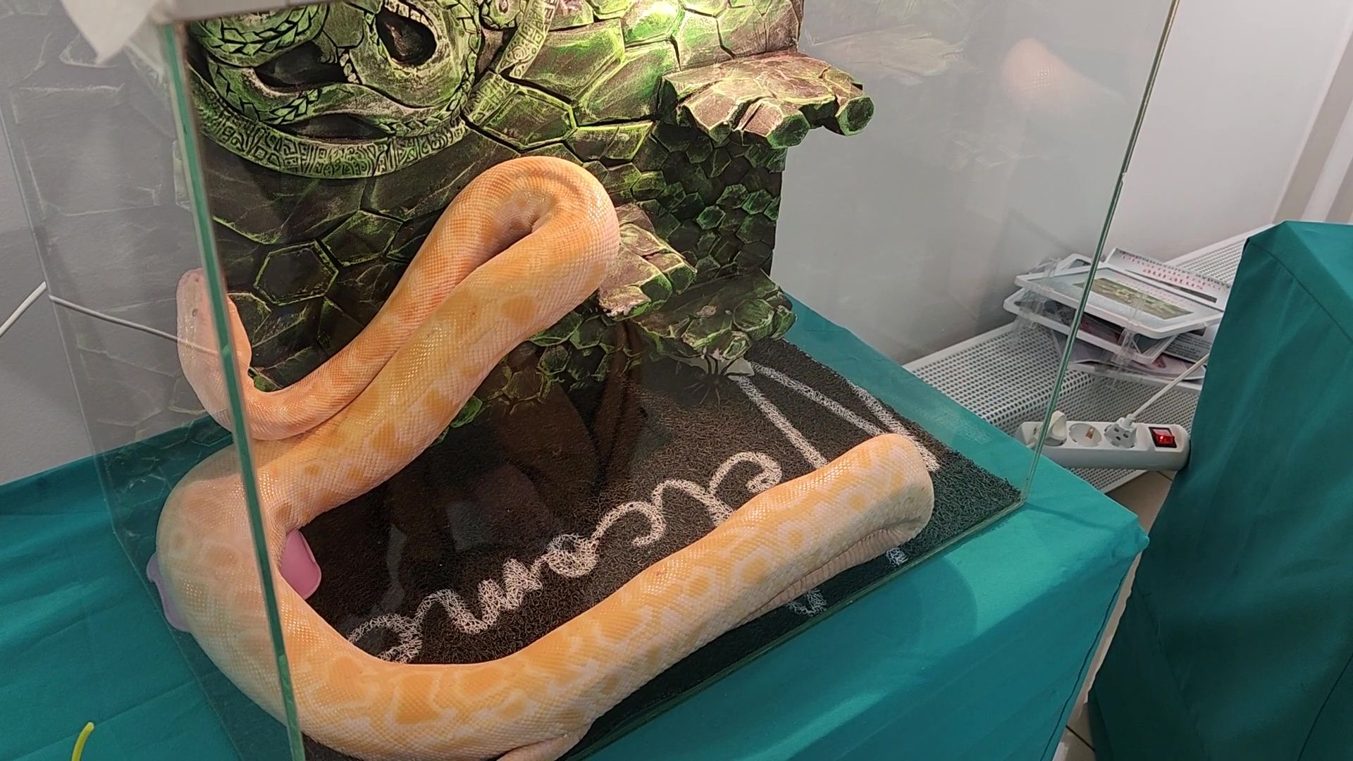 Реутов, музей, выставка, пауки, змеи,