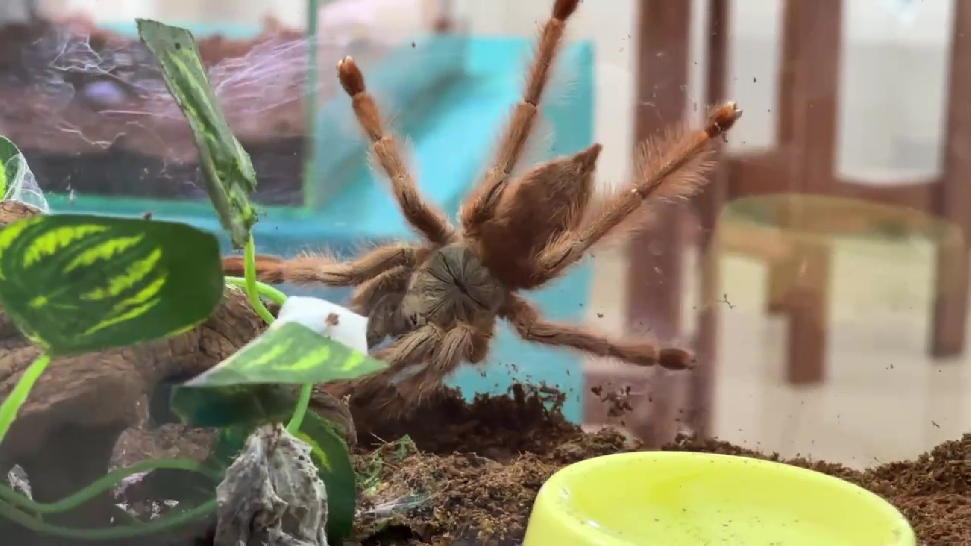 Реутов, музей, выставка, пауки, змеи,