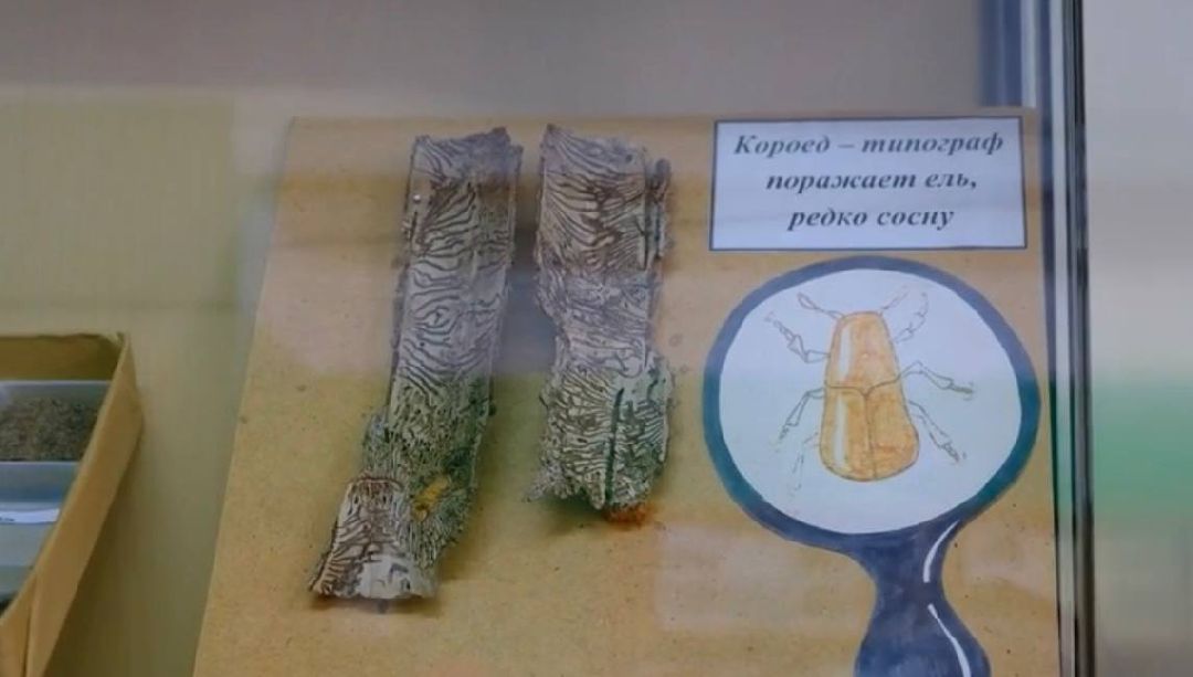 экоурок, школа, акция