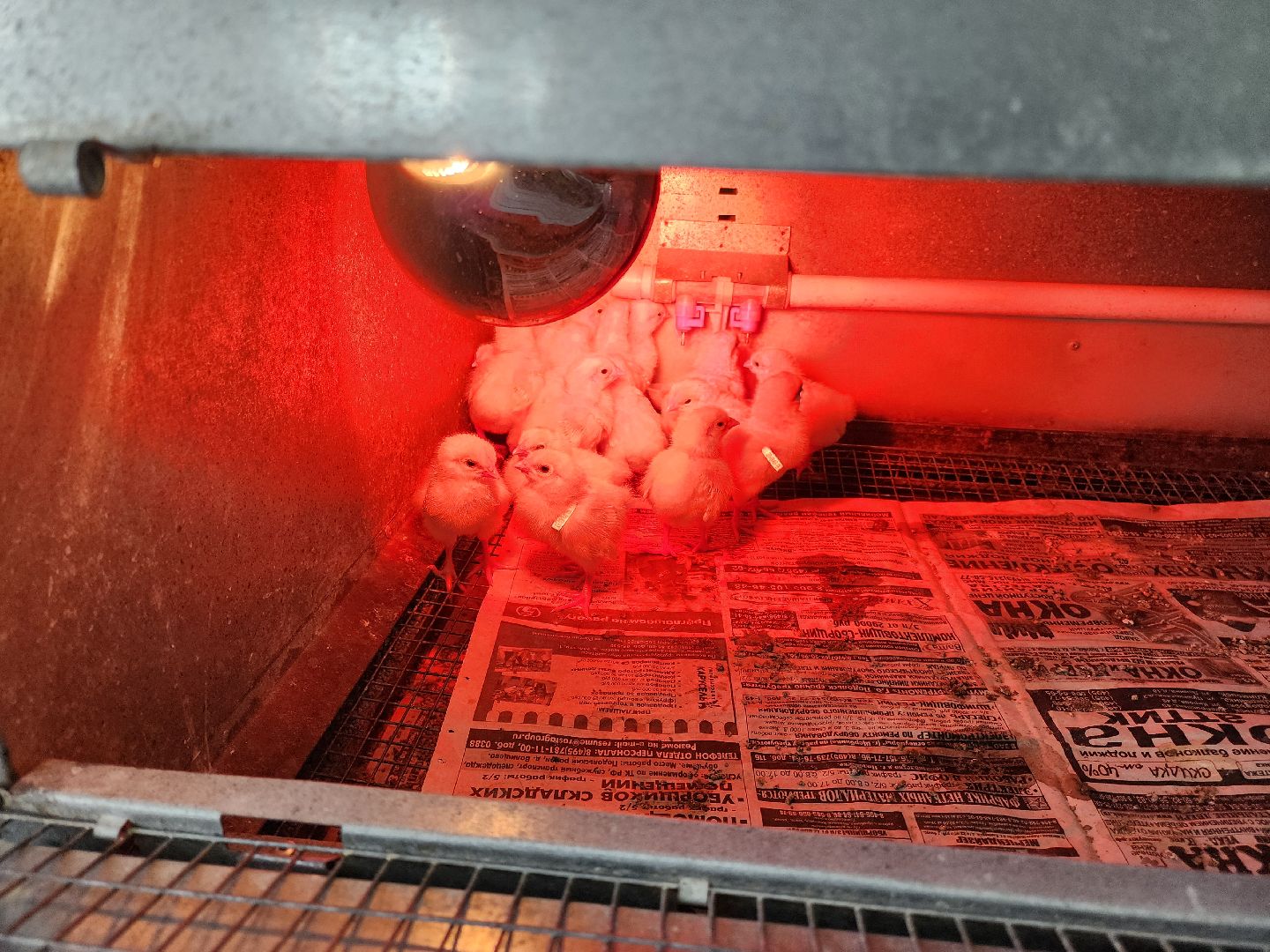 Наука, виж им эрнста, Генетика, Подольск,