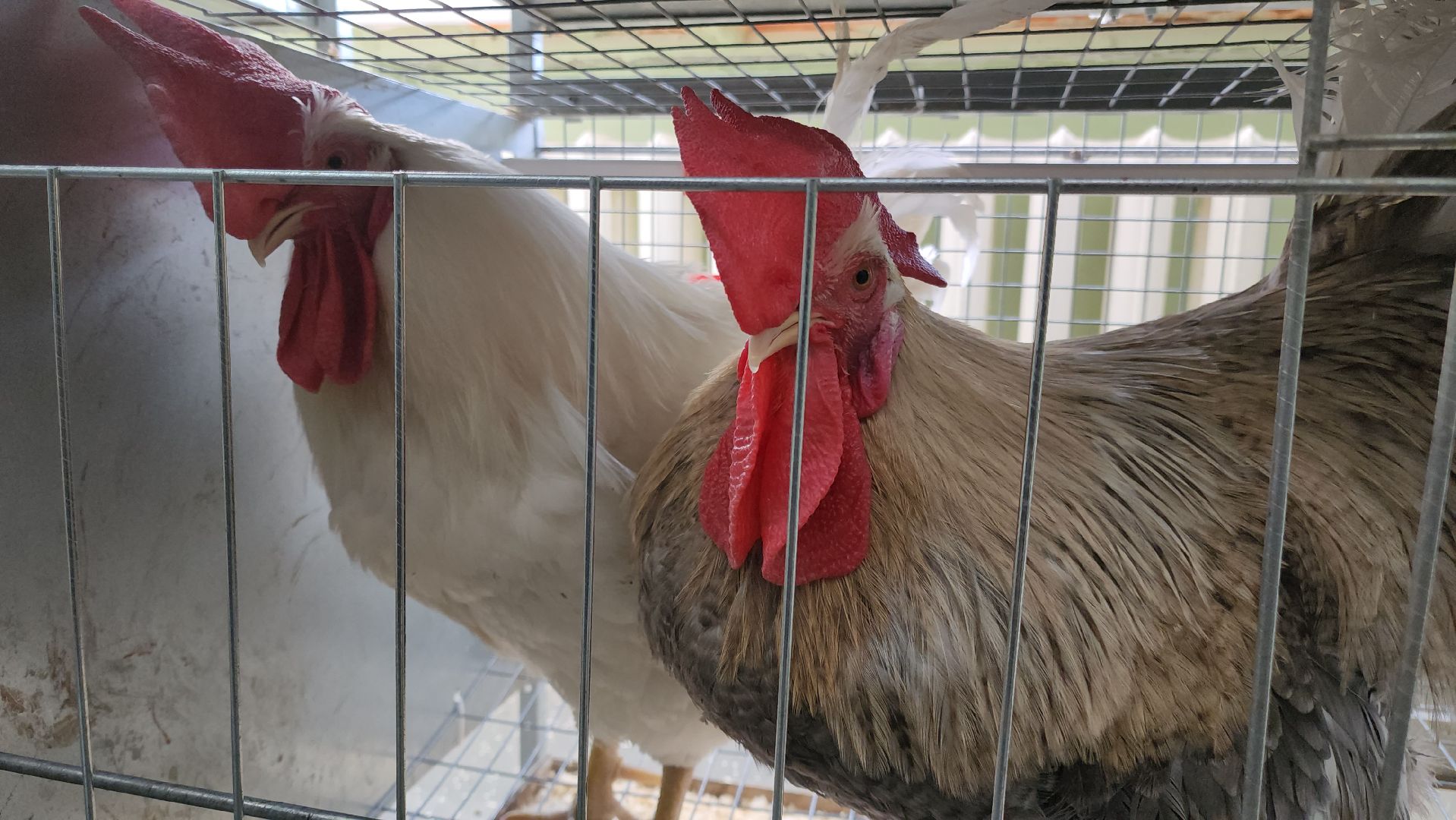 Наука, виж им эрнста, Генетика, Подольск,