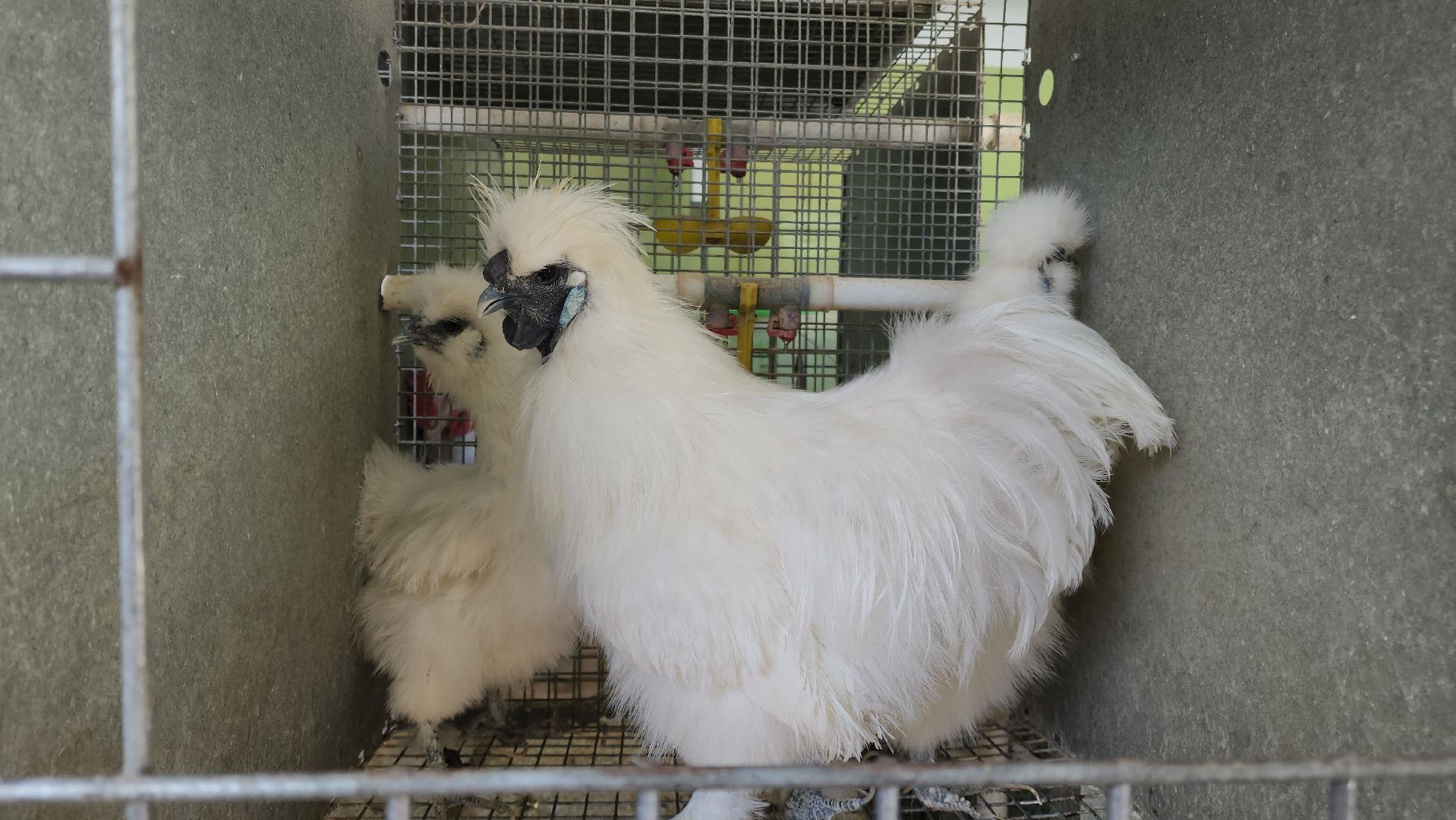 Наука, виж им эрнста, Генетика, Подольск,