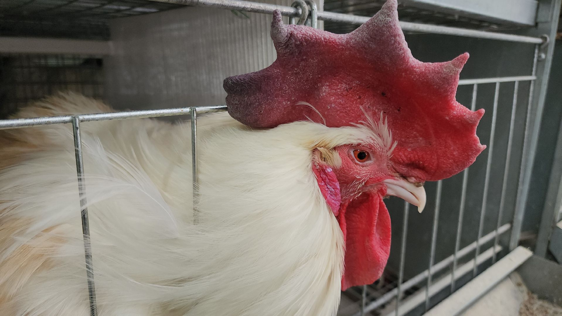 Наука, виж им эрнста, Генетика, Подольск,