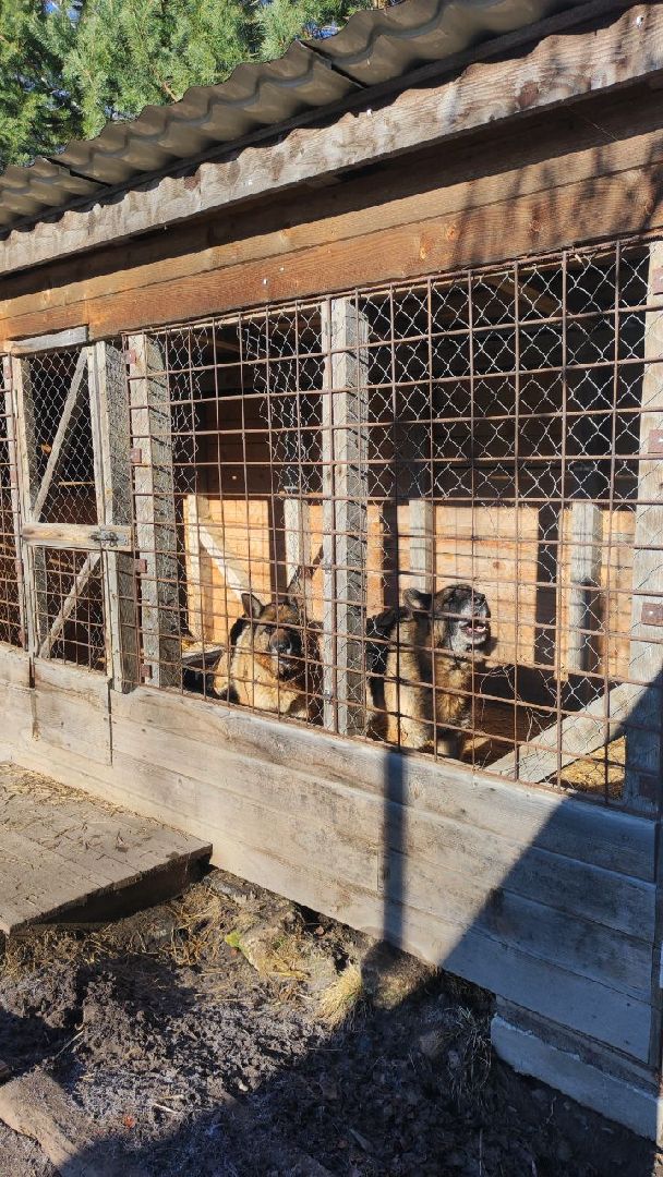 спасатели, мчс, осташево, волоколамск,