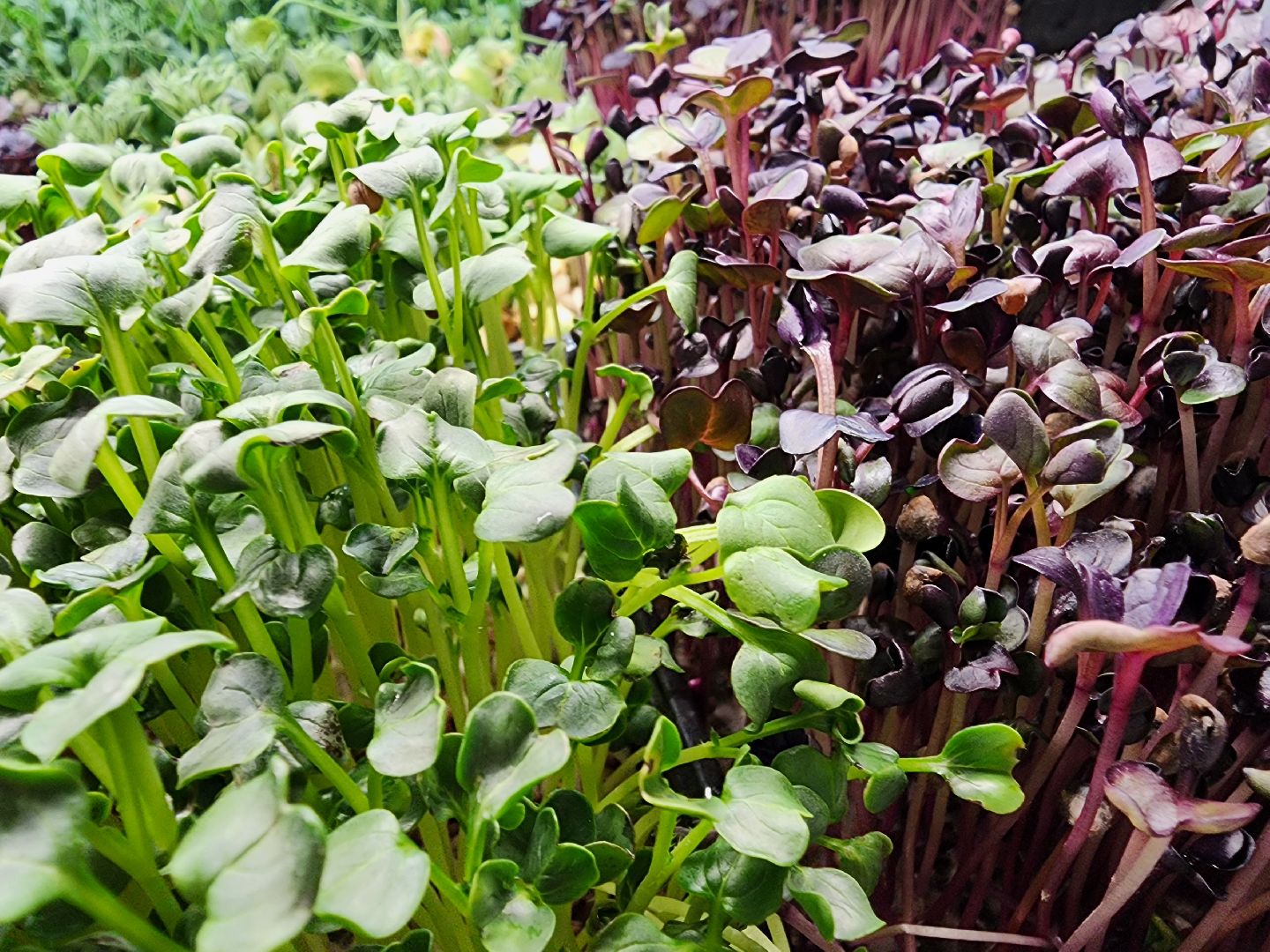 бизнес в подмосковье, предпринимательская деятельность,