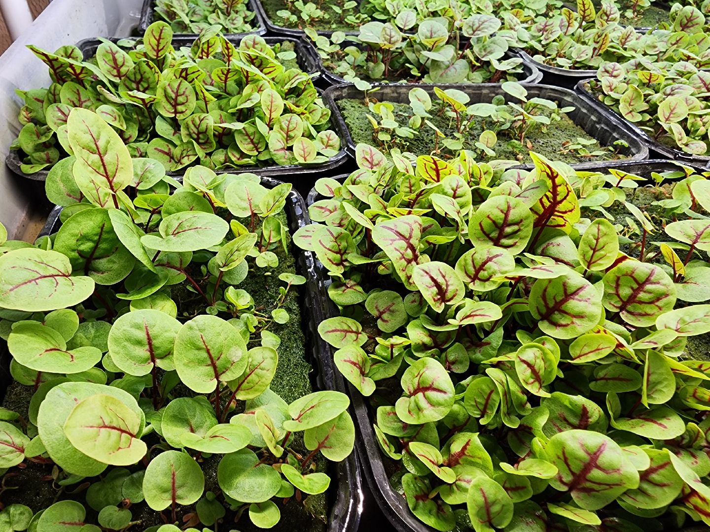 бизнес в подмосковье, предпринимательская деятельность,