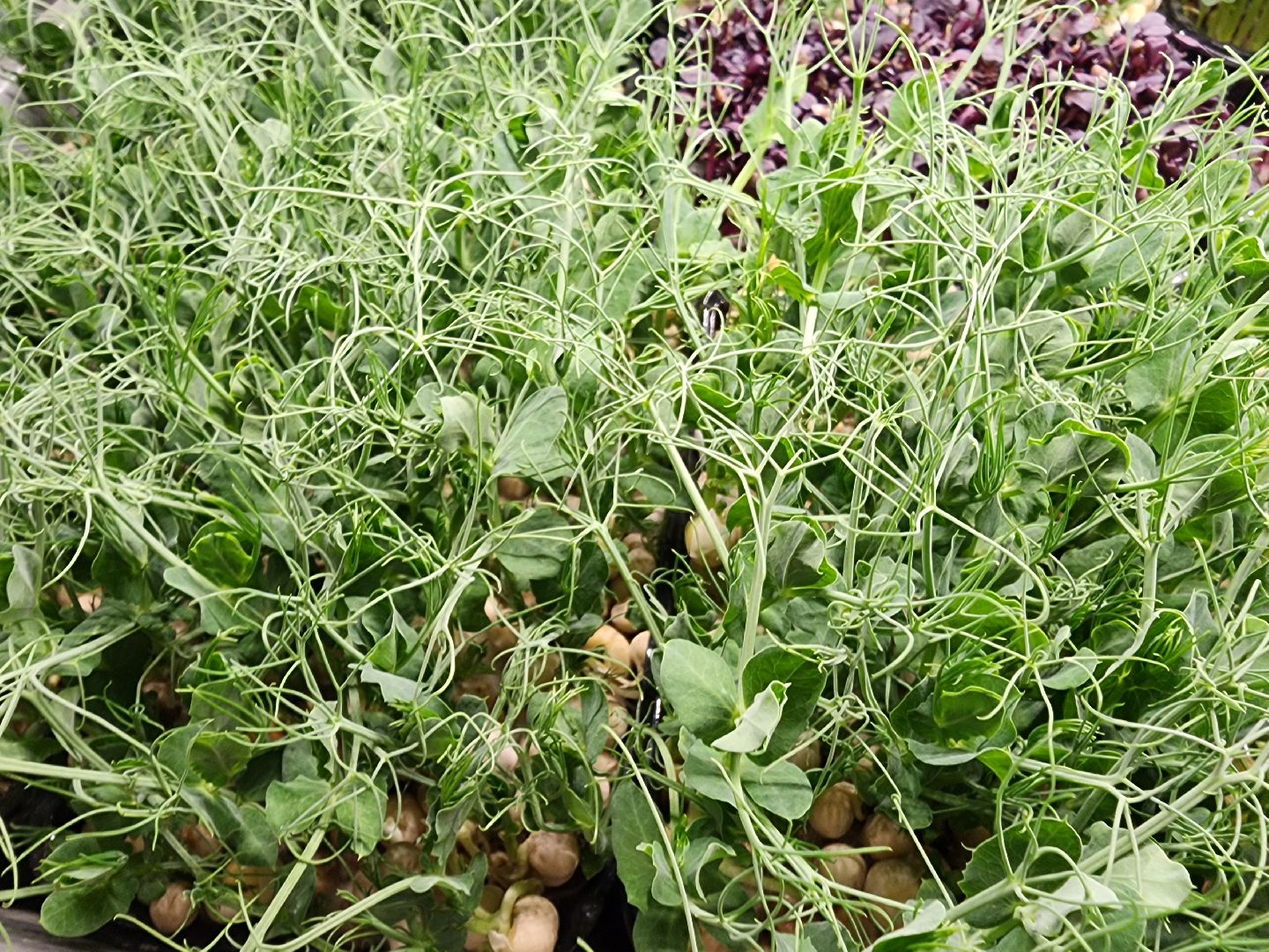 бизнес в подмосковье, предпринимательская деятельность,