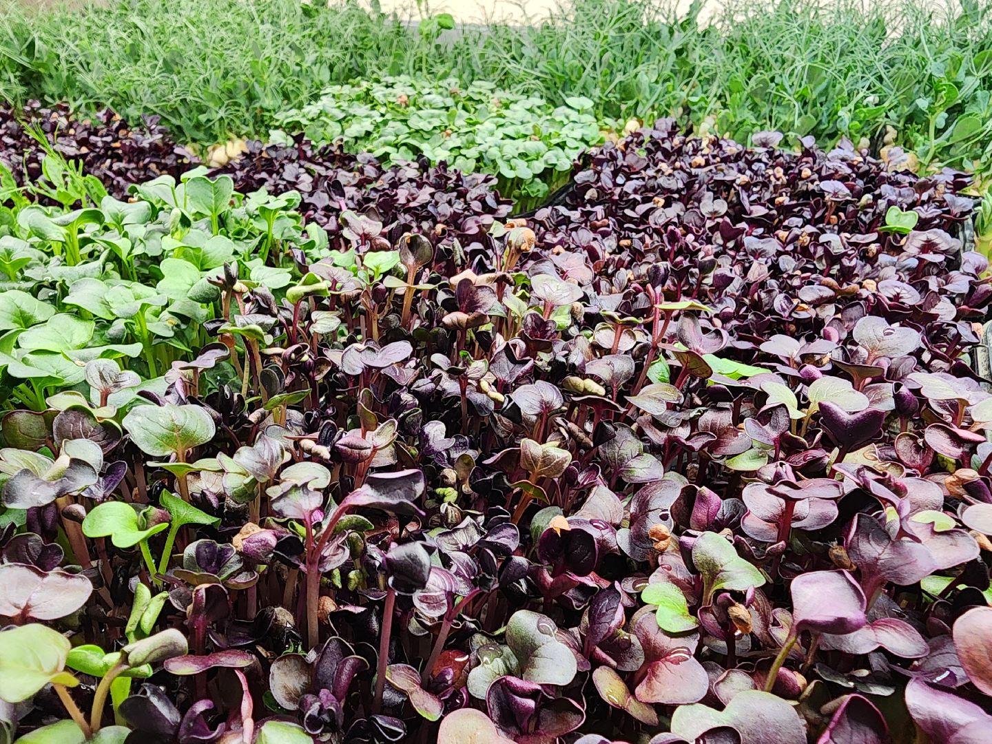 бизнес в подмосковье, предпринимательская деятельность,