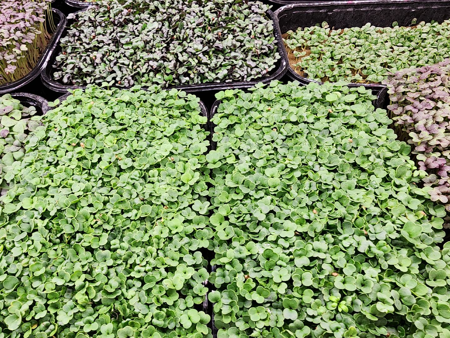 бизнес в подмосковье, предпринимательская деятельность,