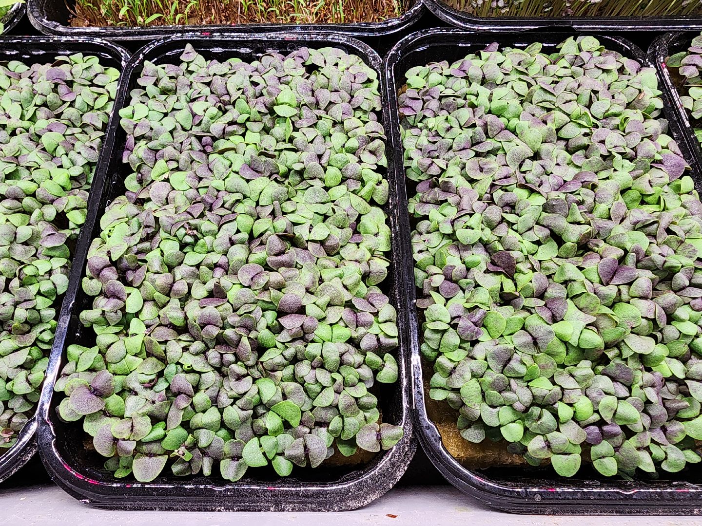 бизнес в подмосковье, предпринимательская деятельность,