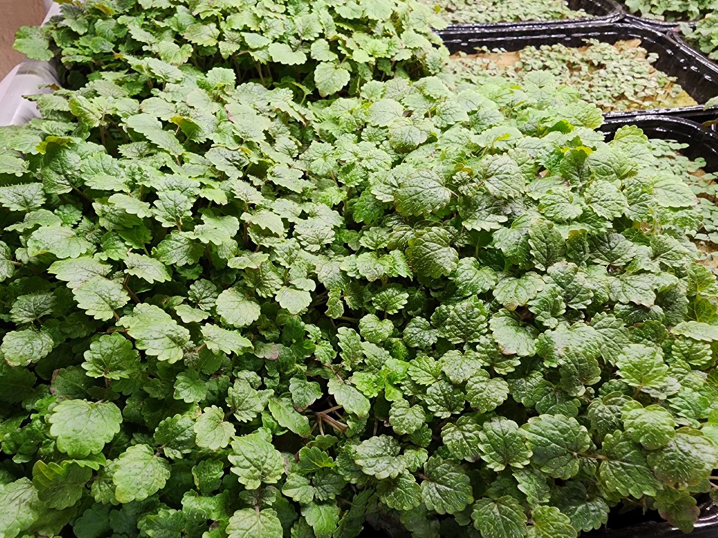 бизнес в подмосковье, предпринимательская деятельность,