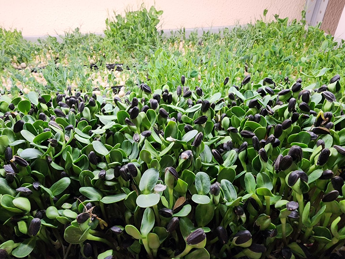 бизнес в подмосковье, предпринимательская деятельность,