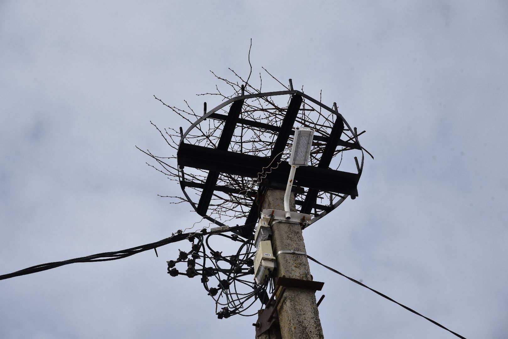 лотошино, россети московский регион», аисты, экология,