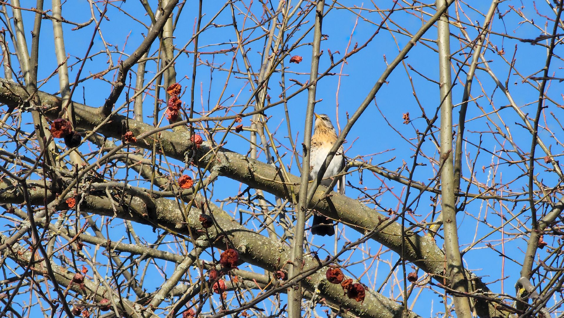 благоустройство, Парки, Дубна, жкх,