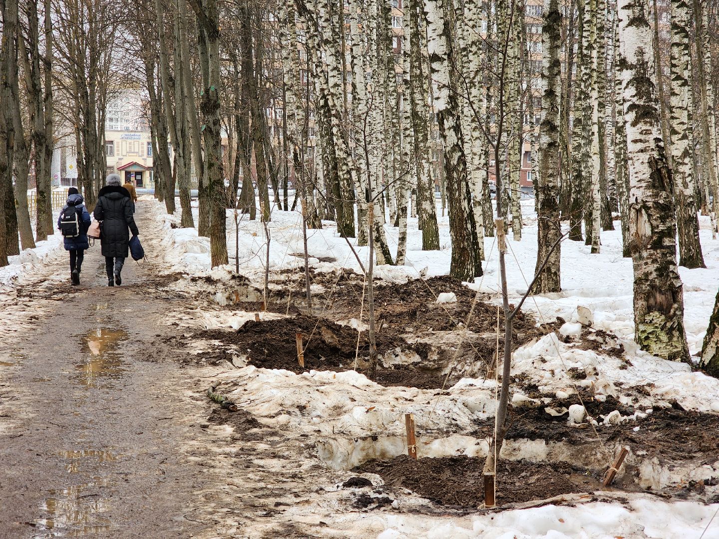 Деревья, Пересадка, лобня,