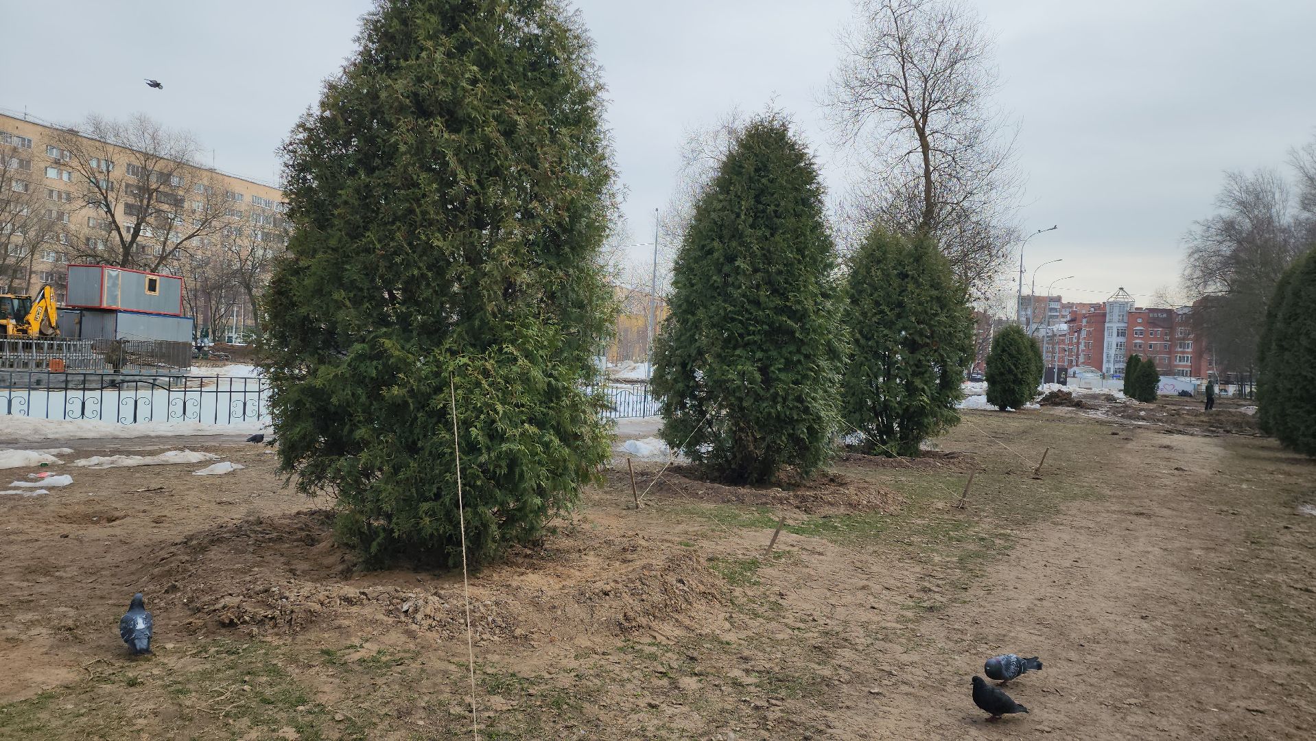 Деревья, Пересадка, лобня,