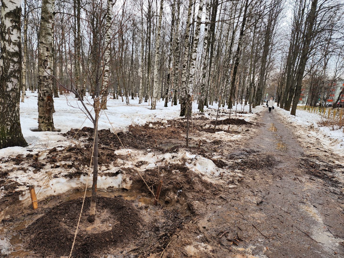 Деревья, Пересадка, лобня,