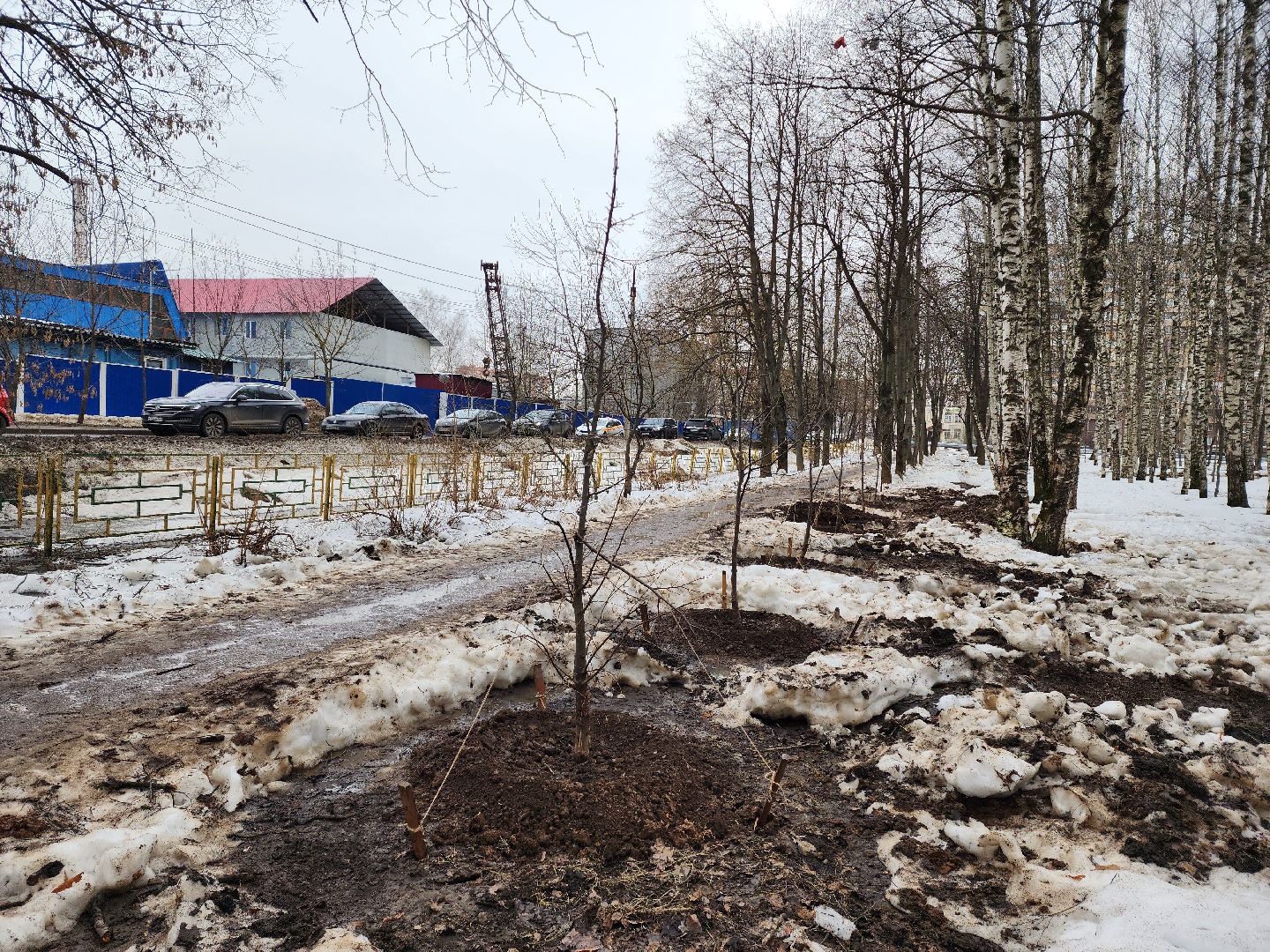 Деревья, Пересадка, лобня,