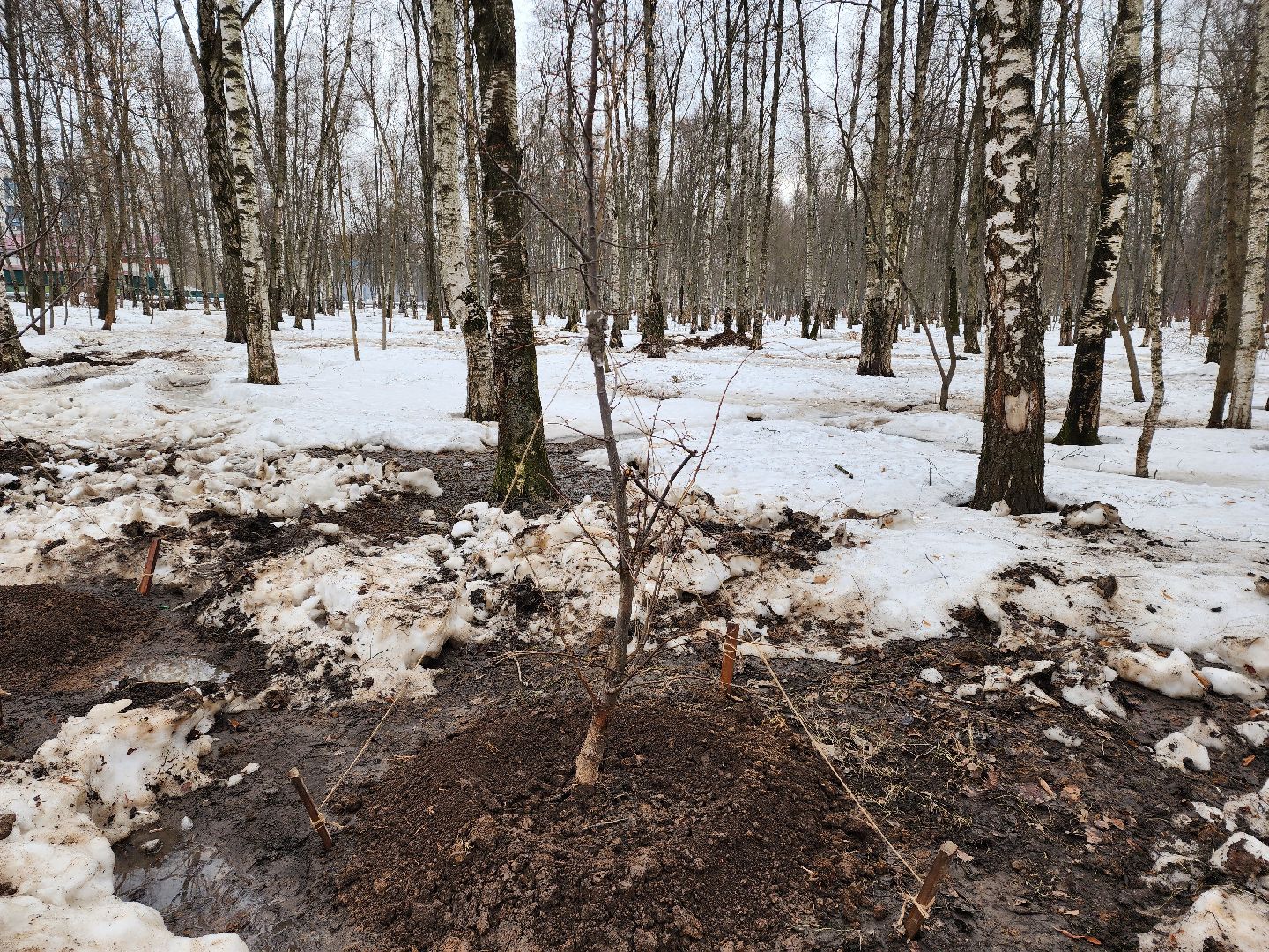 Деревья, Пересадка, лобня,