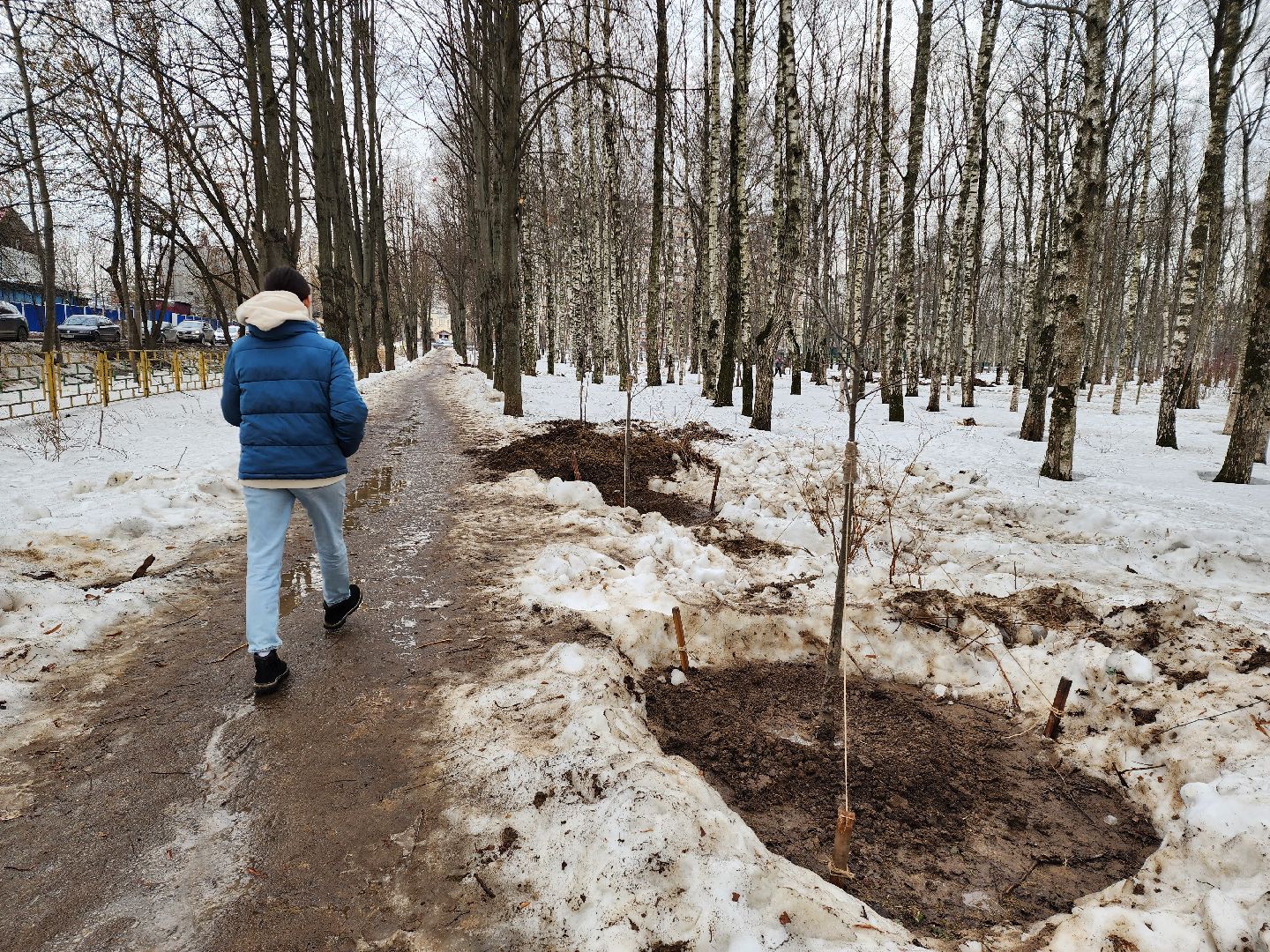 Деревья, Пересадка, лобня,