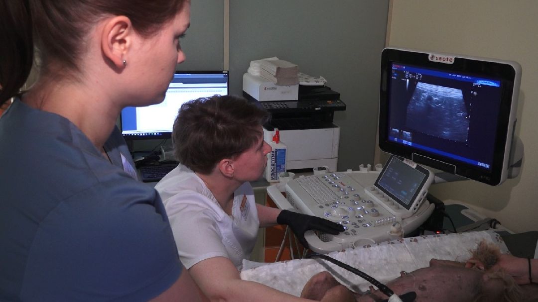 ветеринарная репродукция, беременность кошки, ветеринария