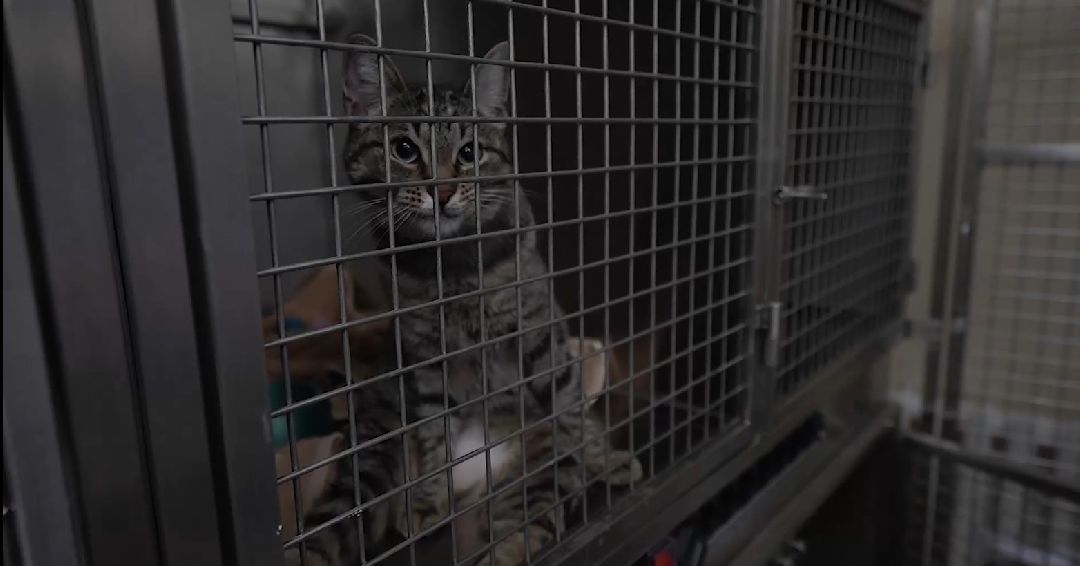 ветеринарная репродукция, беременность кошки, ветеринария