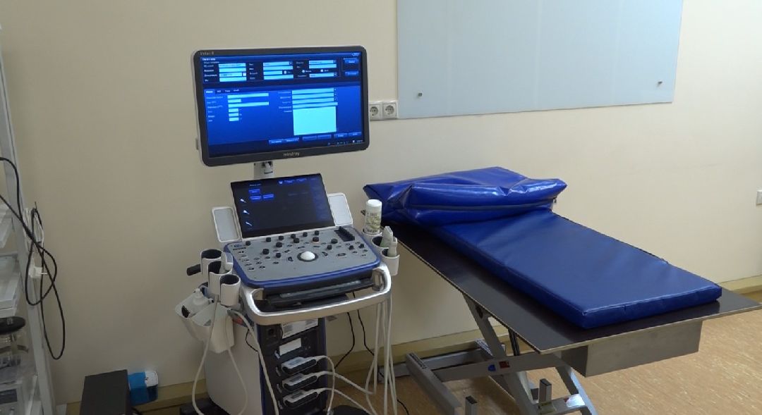 ветеринарная репродукция, беременность кошки, ветеринария