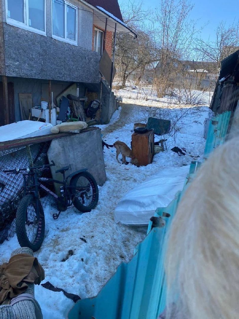 Кашира, собаки кашира, зоозащитники подмосковья,