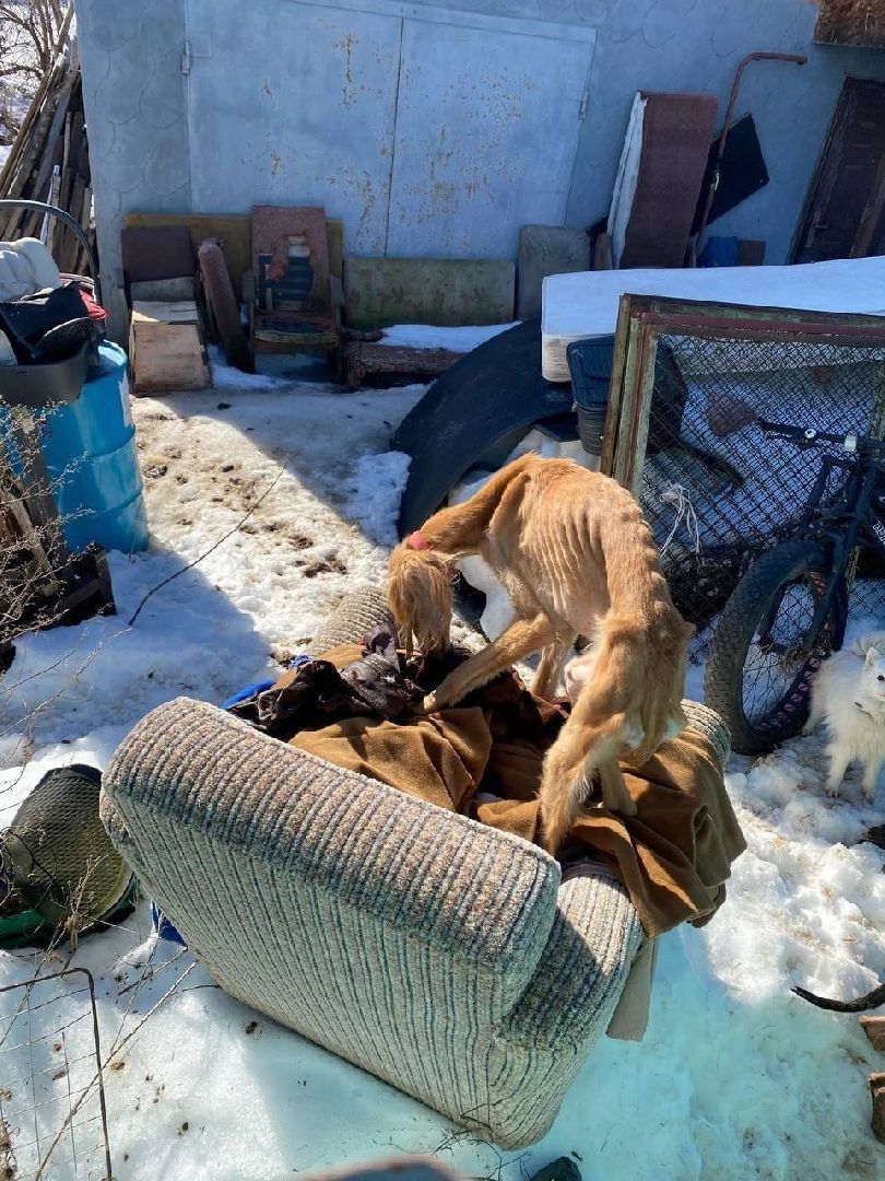 Кашира, собаки кашира, зоозащитники подмосковья,