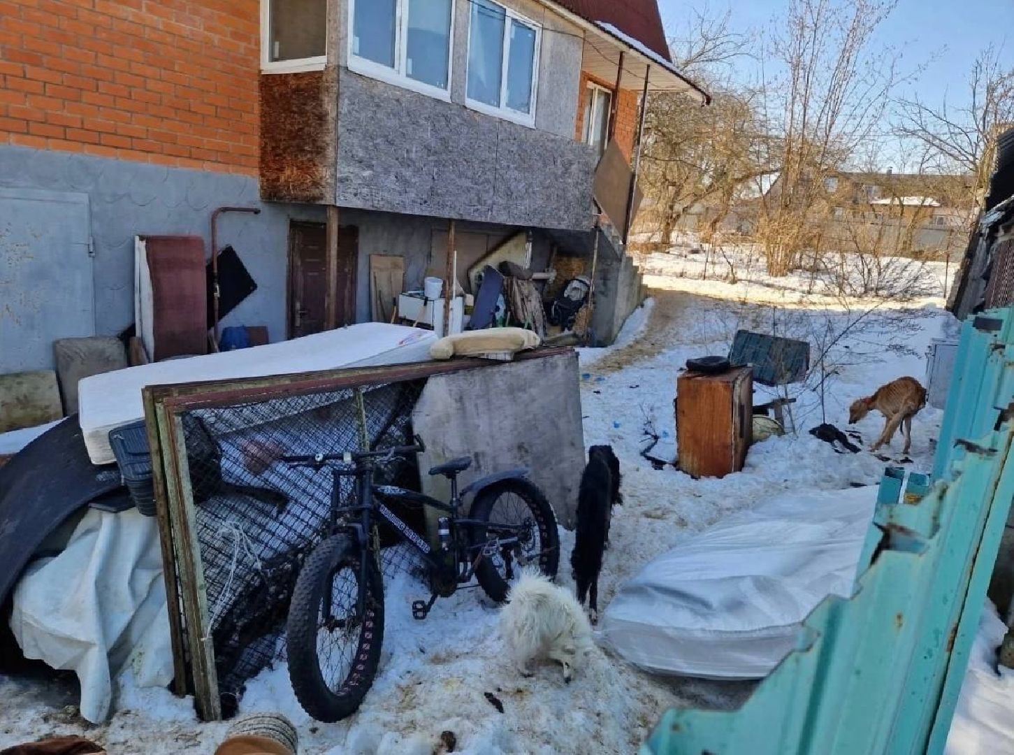 Кашира, собаки кашира, зоозащитники подмосковья,