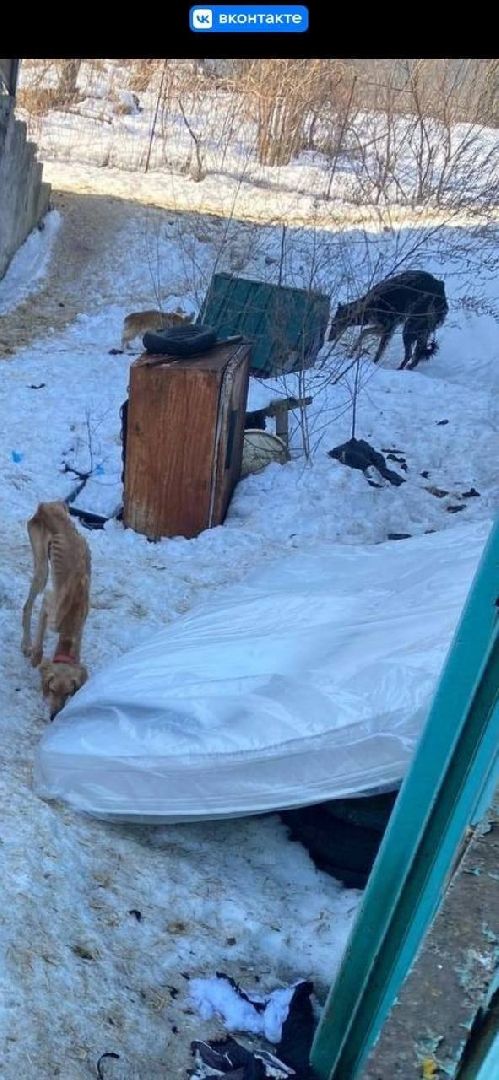 Кашира, собаки кашира, зоозащитники подмосковья,