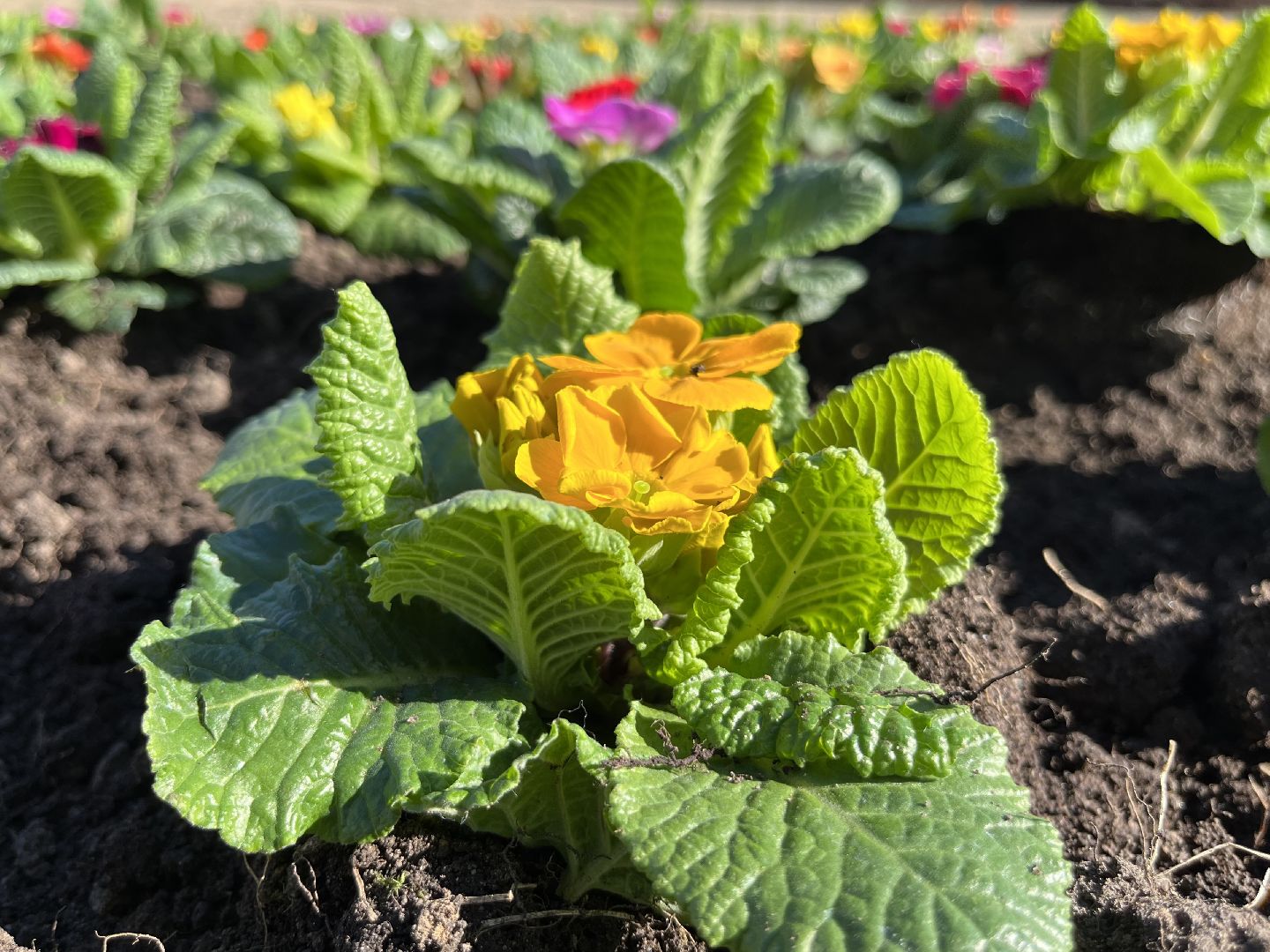 наро-фоминск, наро-фоминский городской округ, крокус памяти, свеча памяти, акция памяти,