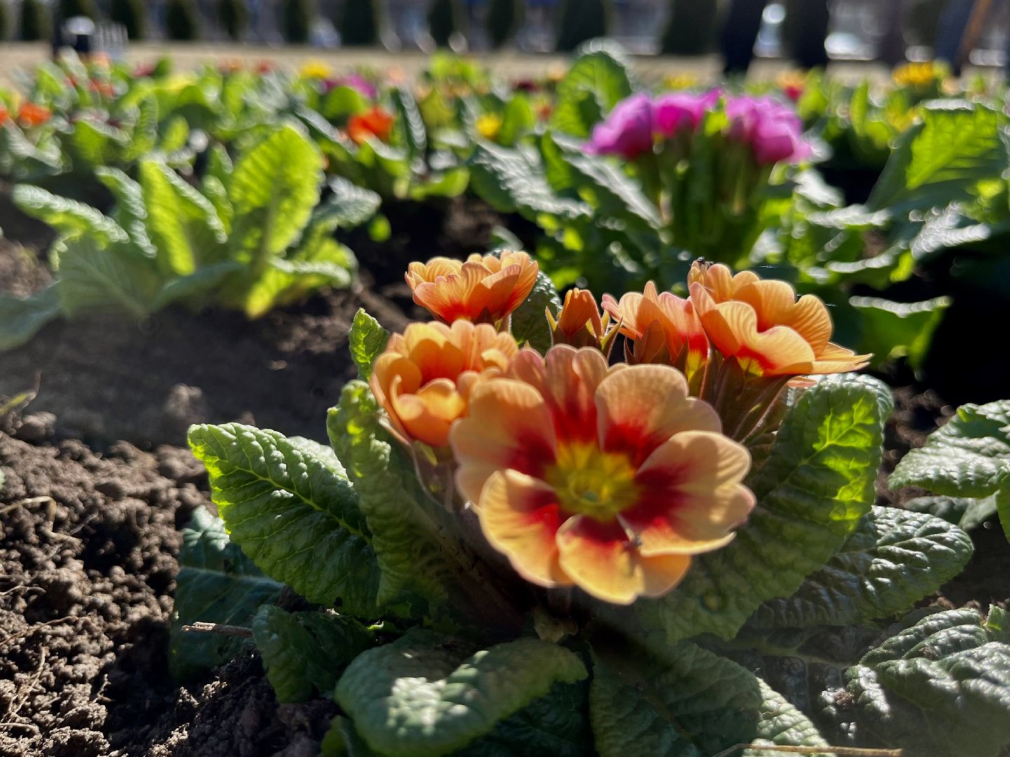 наро-фоминск, наро-фоминский городской округ, крокус памяти, свеча памяти, акция памяти,