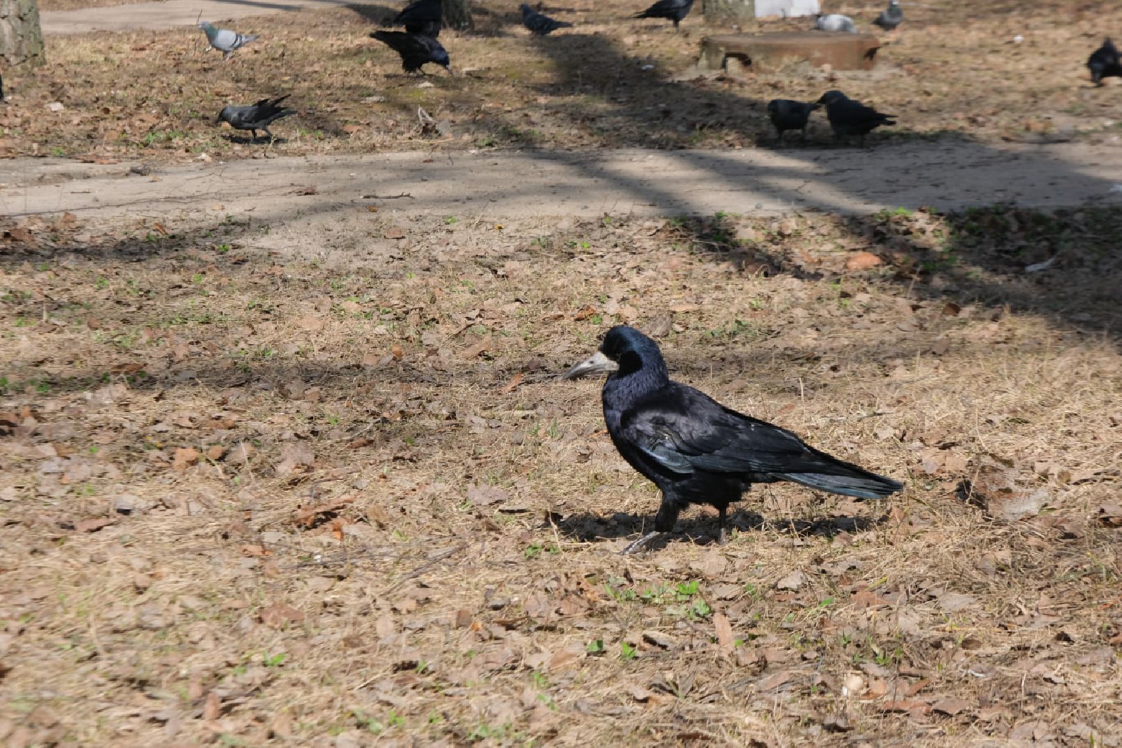 пущино, серпухов, экология, птицы подмосковья,