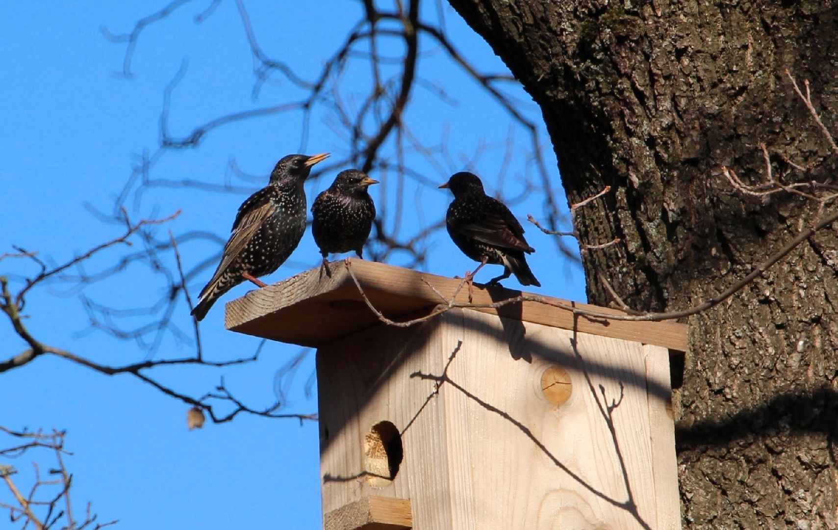 пущино, серпухов, экология, птицы подмосковья,