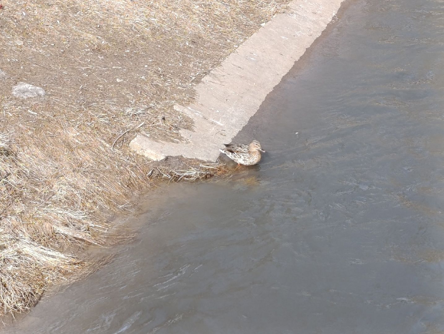 пущино, серпухов, экология, птицы подмосковья,