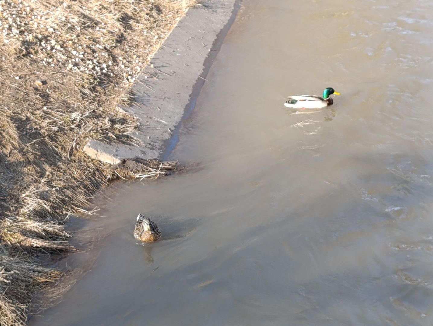 пущино, серпухов, экология, птицы подмосковья,