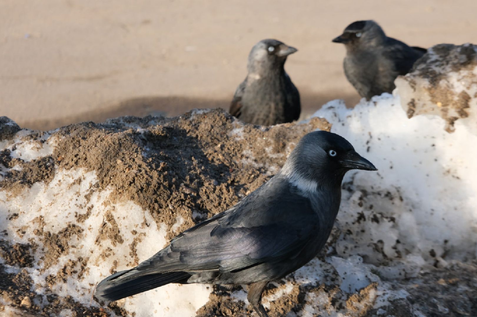 пущино, серпухов, экология, птицы подмосковья,